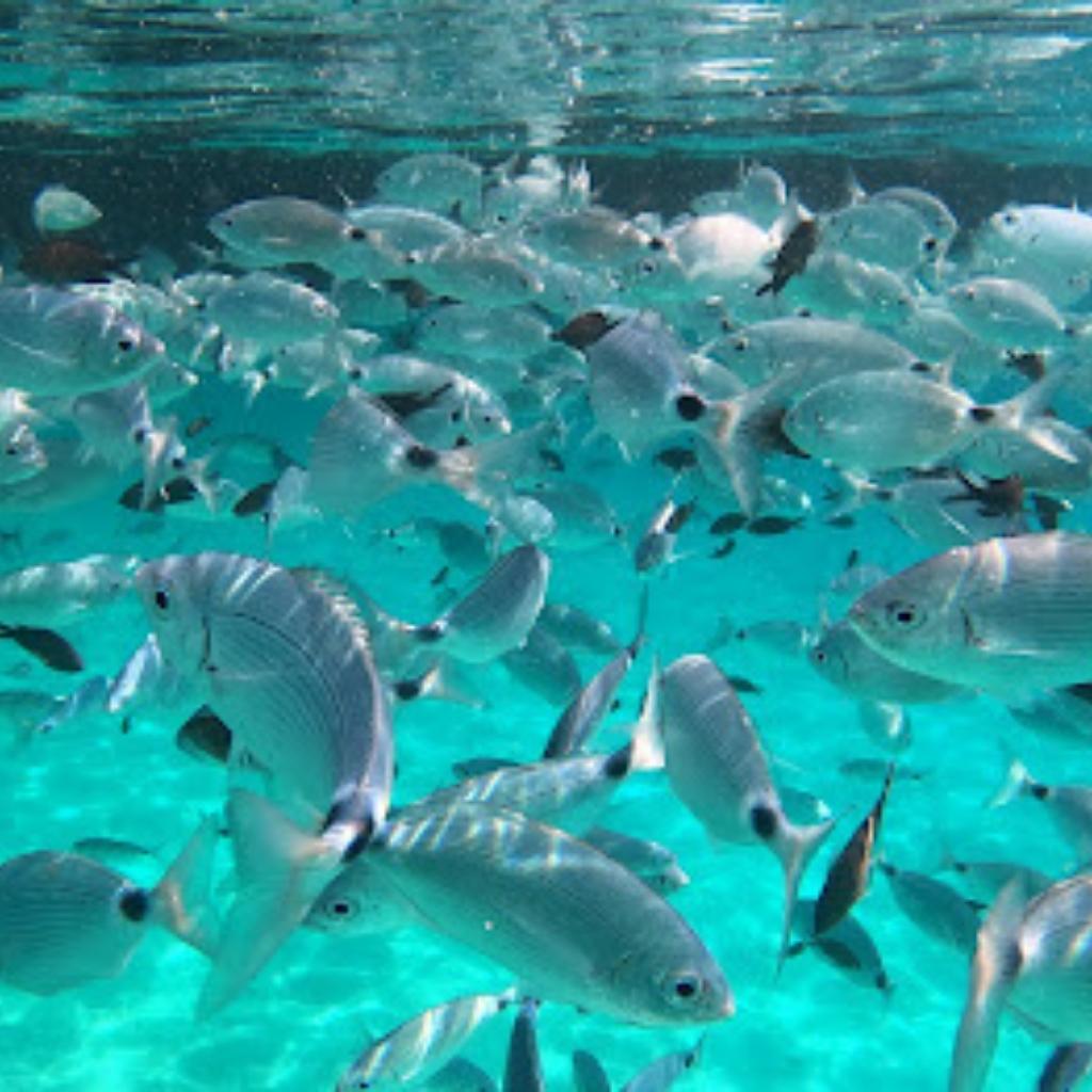 gal1-home-san-teodoro-golfo-aranci-snorkeling-tour-cala-suaraccia-tavolara-piscine-di-molara-insula360
