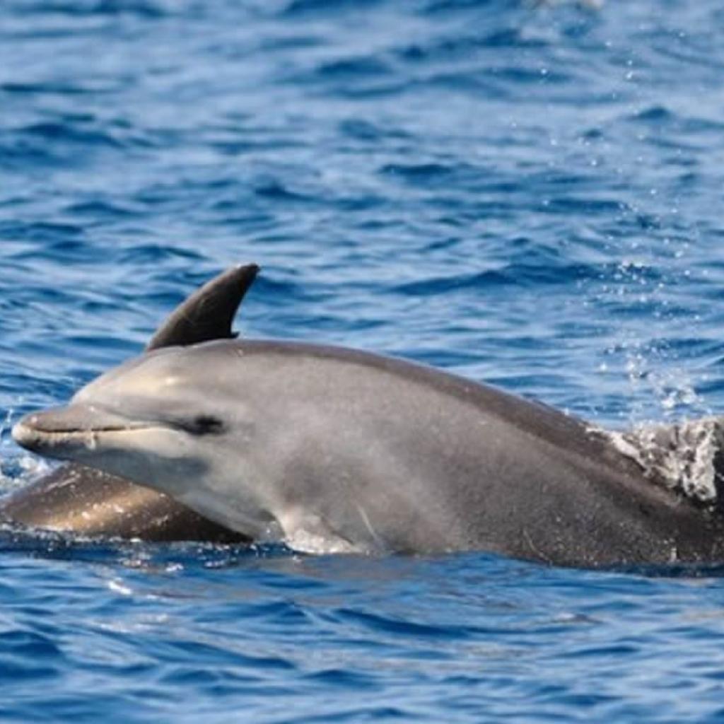 gal2-home-san-teodoro-golfo-aranci-snorkeling-tour-cala-suaraccia-tavolara-piscine-di-molara-insula360
