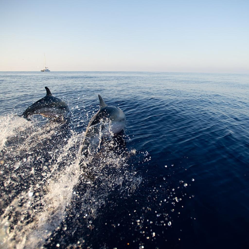 gal3-home-san-teodoro-golfo-aranci-snorkeling-tour-cala-suaraccia-tavolara-piscine-di-molara-insula360